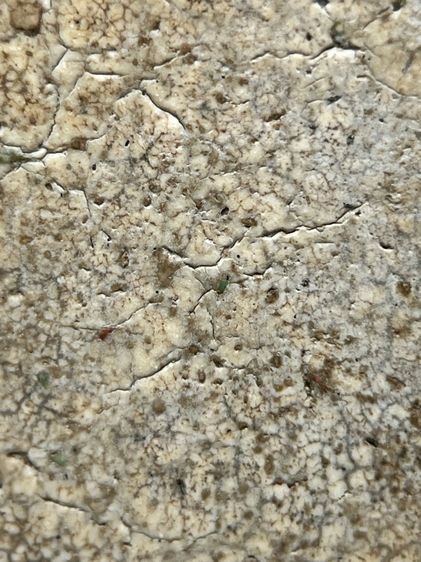 พระสมเด็จวัดระฆังพิมพ์เส้นด้าย ส่งตามรูป (48) รูปที่ 8