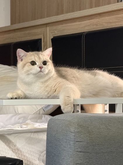 บริติช ลดประชากร รูปที่ 3