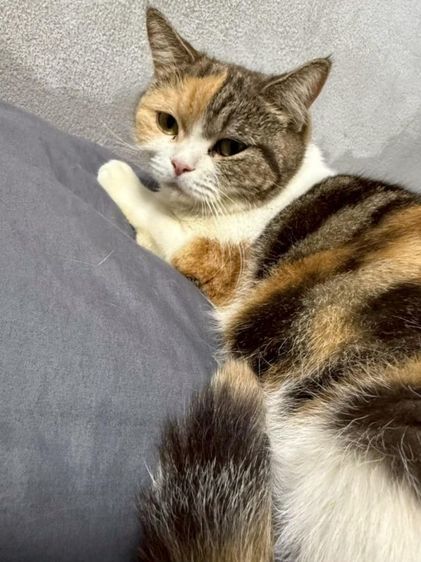 แมวพันธุ์สก็อตติช รูปที่ 2