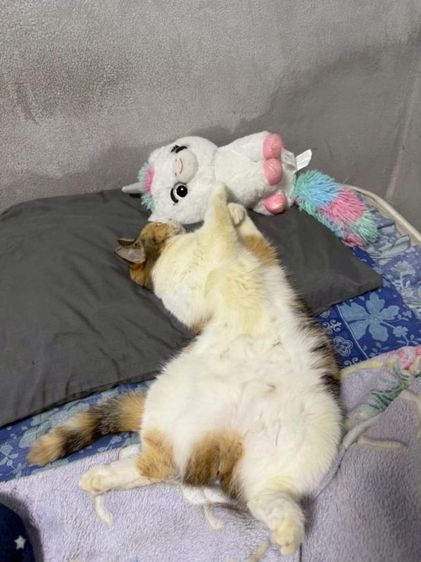 แมวพันธุ์สก็อตติช รูปที่ 3