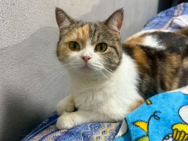 สก็อตติช โฟลด์ (Scottish Fold) แมวพันธุ์สก็อตติช