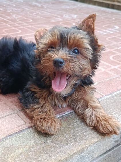 ยอร์คเชียร์ เทอร์เรีย (Yorkshire Terrier) เล็ก ลูกยอรคเชียรแท้ ราคาแบ่งปัน  ผู้ชาย