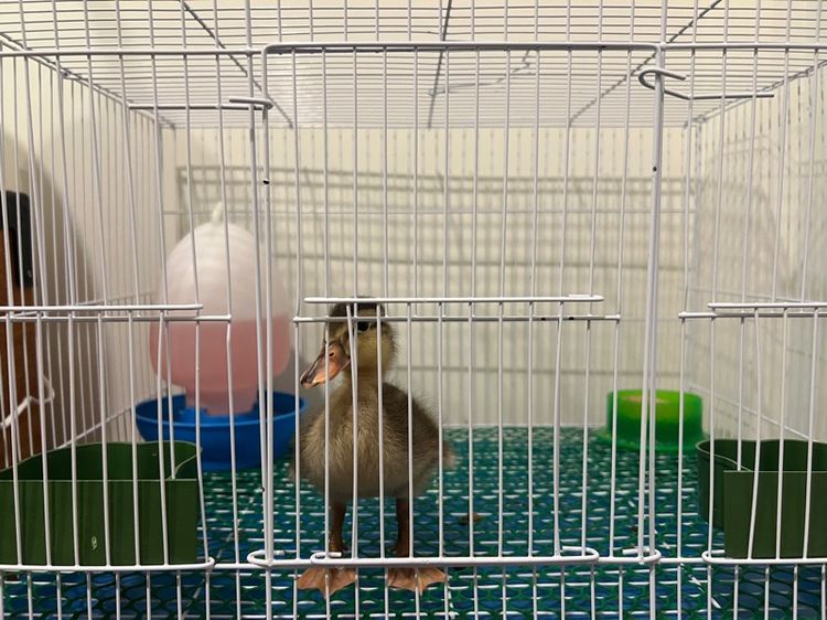 ลูกเป็ดคอลดั๊กสีป่า เชื่องๆ รูปที่ 3