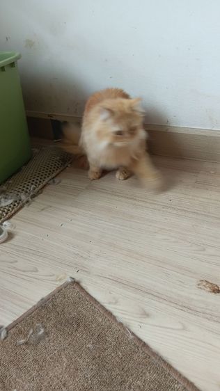 หาบ้านให้น้องแมวเปอร์เซียแท้2ตัวไม่มีค่าใช้จ่าย รูปที่ 2