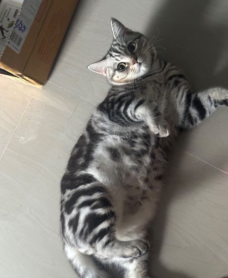 อเมริกัน ชอร์ตแฮร์ (American Shorthair) แมวเหมียว