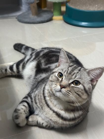แมวเหมียว รูปที่ 2