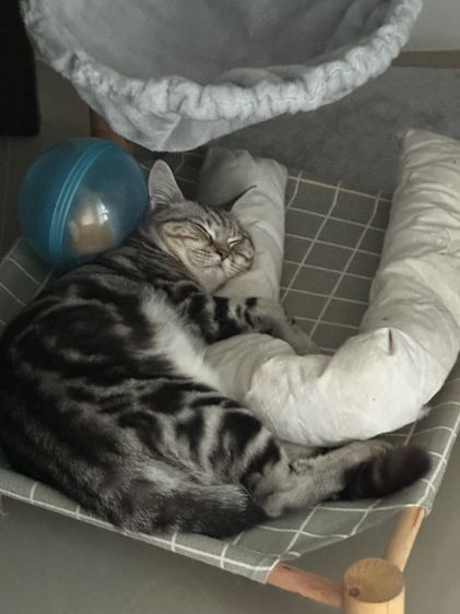 แมวเหมียว รูปที่ 4