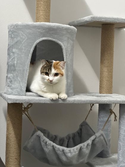 สก็อตติช โฟลด์ (Scottish Fold) เหมียวเหมียว