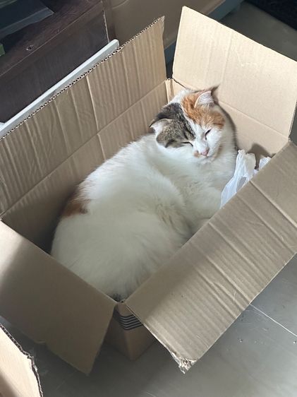 เหมียวเหมียว รูปที่ 3