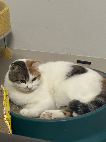 เหมียวเหมียว รูปที่ 4