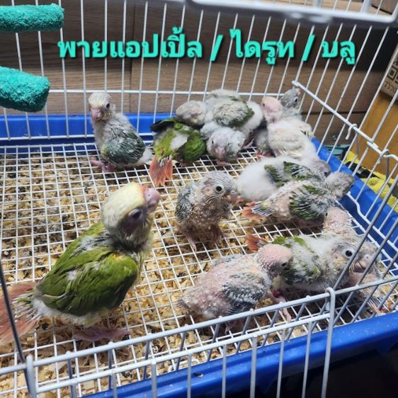 กรีนชีค