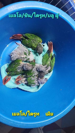 กรีนชีค รูปที่ 2