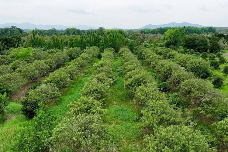 ที่ดิน อ.มะขาม จ.จันทบุรี  รูปที่ 3