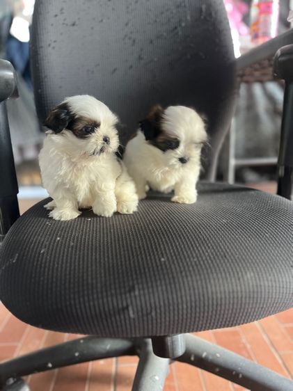 ชิห์สุ เพศผู้ทั้งคู่ ตัวอ้วน ขนแน่นสวน รูปที่ 4