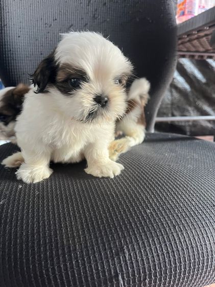 ชิห์สุ เพศผู้ทั้งคู่ ตัวอ้วน ขนแน่นสวน รูปที่ 5