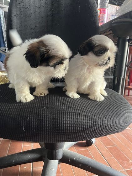 ชิห์สุ เพศผู้ทั้งคู่ ตัวอ้วน ขนแน่นสวน รูปที่ 3