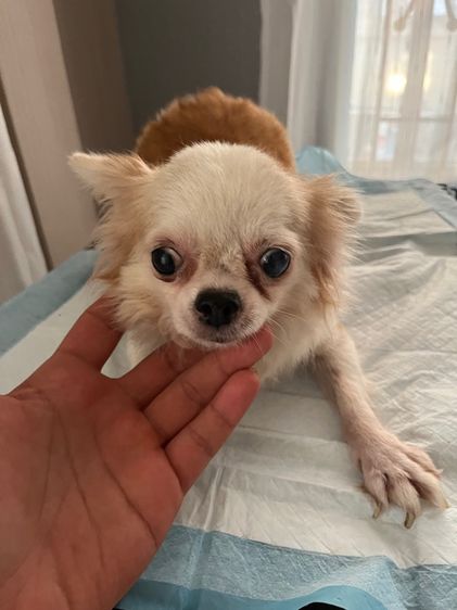 พ่อแม่พันธุ์ชิวาว่า รูปที่ 3