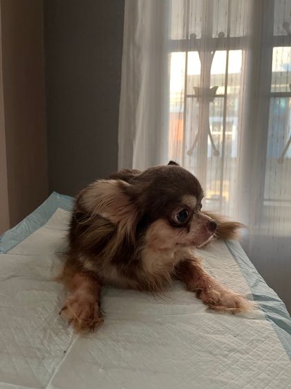 ชิวาวา (Chihuahua) กลาง พ่อแม่พันธุ์ชิวาว่า