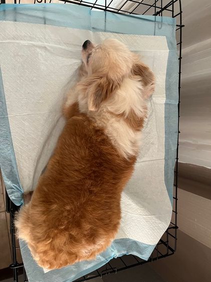 พ่อแม่พันธุ์ชิวาว่า รูปที่ 4