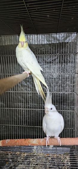 ค็อกคาเทล คู่ ผ-ม