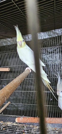 ค็อกคาเทล คู่ ผ-ม รูปที่ 3