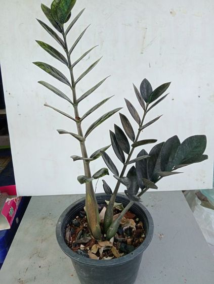 ต้นมรกตดำ