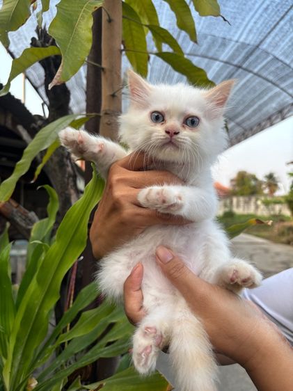 เปอร์เซีย (Persian) ลูกแมวเปอร์เซีย