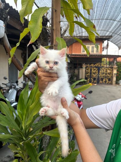 ลูกแมวเปอร์เซีย รูปที่ 4