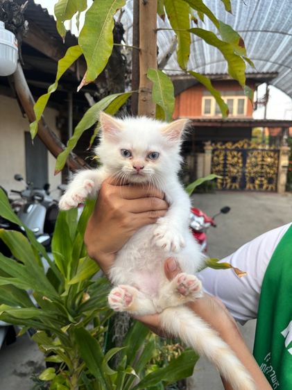 ลูกแมวเปอร์เซีย รูปที่ 2