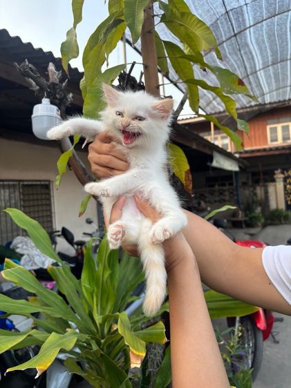ลูกแมวเปอร์เซีย รูปที่ 3