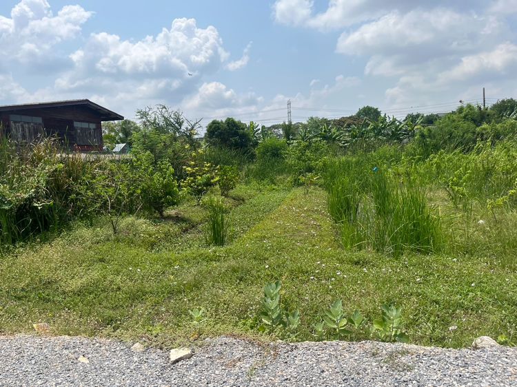 ขายที่ดินเปล่า 100 ตารางวา ราคา 1.7 ล้านบาท ทำเลศักยภาพ ใกล้ชุมชน รูปที่ 3