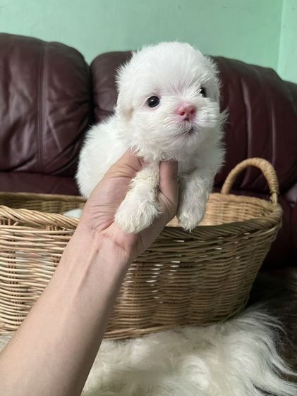 มอลทีสเกาหลี สายเกาหลีไซร้จิ๋วๆแม่น้ำหนักแค่1โลกว่าๆ พ่อกับแม่ของน้องนำเข้ามาจากเกาหลีซื้อมาราคาหลักแสน ตากลมๆโตๆหน้าแบ๊วๆ เน้นโทรคุย. รูปที่ 2