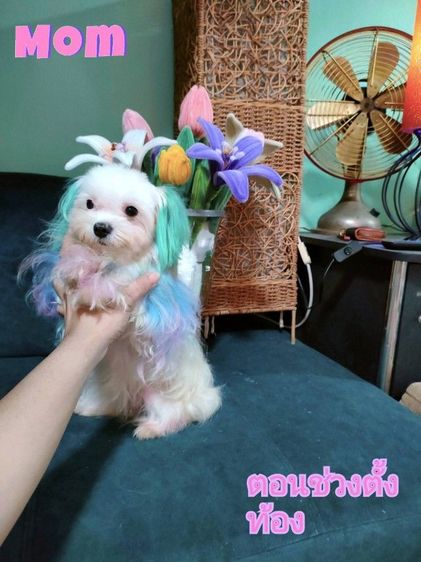 มอลทีสเกาหลี สายเกาหลีไซร้จิ๋วๆแม่น้ำหนักแค่1โลกว่าๆ พ่อกับแม่ของน้องนำเข้ามาจากเกาหลีซื้อมาราคาหลักแสน ตากลมๆโตๆหน้าแบ๊วๆ เน้นโทรคุย. รูปที่ 10