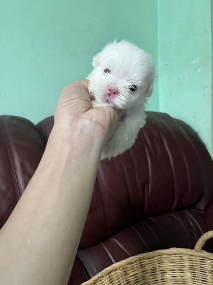 มอลทีสเกาหลี สายเกาหลีไซร้จิ๋วๆแม่น้ำหนักแค่1โลกว่าๆ พ่อกับแม่ของน้องนำเข้ามาจากเกาหลีซื้อมาราคาหลักแสน ตากลมๆโตๆหน้าแบ๊วๆ เน้นโทรคุย. รูปที่ 5
