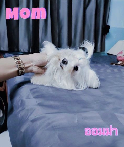 มอลทีสเกาหลี สายเกาหลีไซร้จิ๋วๆแม่น้ำหนักแค่1โลกว่าๆ พ่อกับแม่ของน้องนำเข้ามาจากเกาหลีซื้อมาราคาหลักแสน ตากลมๆโตๆหน้าแบ๊วๆ เน้นโทรคุย. รูปที่ 8