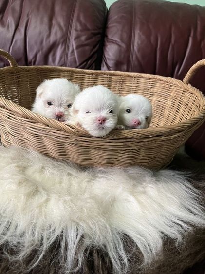 มอลทีสเกาหลี สายเกาหลีไซร้จิ๋วๆแม่น้ำหนักแค่1โลกว่าๆ พ่อกับแม่ของน้องนำเข้ามาจากเกาหลีซื้อมาราคาหลักแสน ตากลมๆโตๆหน้าแบ๊วๆ เน้นโทรคุย. รูปที่ 6