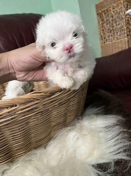 มอลทีสเกาหลี สายเกาหลีไซร้จิ๋วๆแม่น้ำหนักแค่1โลกว่าๆ พ่อกับแม่ของน้องนำเข้ามาจากเกาหลีซื้อมาราคาหลักแสน ตากลมๆโตๆหน้าแบ๊วๆ เน้นโทรคุย. รูปที่ 3