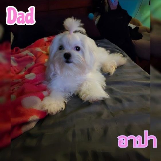 มอลทีสเกาหลี สายเกาหลีไซร้จิ๋วๆแม่น้ำหนักแค่1โลกว่าๆ พ่อกับแม่ของน้องนำเข้ามาจากเกาหลีซื้อมาราคาหลักแสน ตากลมๆโตๆหน้าแบ๊วๆ เน้นโทรคุย. รูปที่ 9