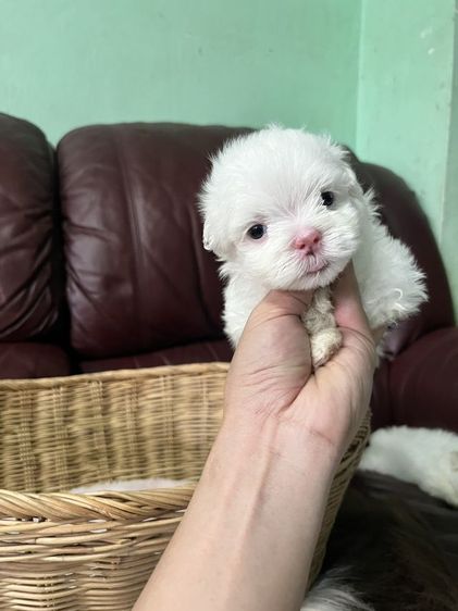 มอลทีสเกาหลี สายเกาหลีไซร้จิ๋วๆแม่น้ำหนักแค่1โลกว่าๆ พ่อกับแม่ของน้องนำเข้ามาจากเกาหลีซื้อมาราคาหลักแสน ตากลมๆโตๆหน้าแบ๊วๆ เน้นโทรคุย. รูปที่ 4