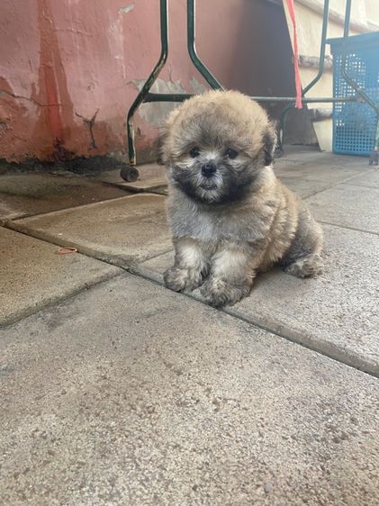 ปอมผสมชิสุพุดเดิ้ล รูปที่ 2