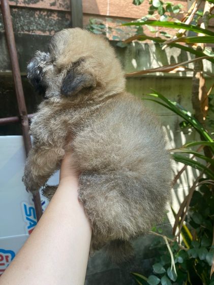 ปอมผสมชิสุพุดเดิ้ล รูปที่ 4