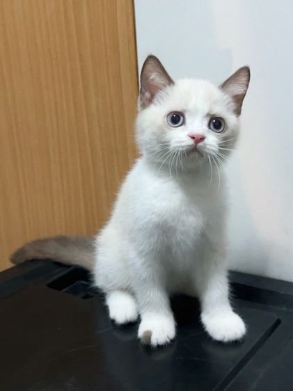 น้องแมวสีไบคัลเลอร์พ้อย รูปที่ 6