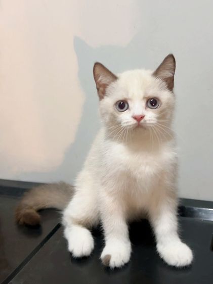 น้องแมวสีไบคัลเลอร์พ้อย รูปที่ 11