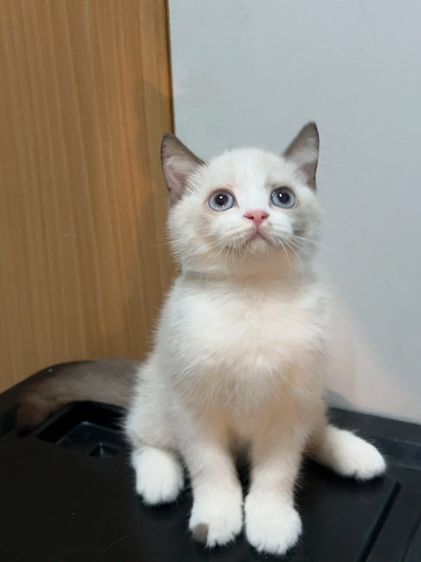 น้องแมวสีไบคัลเลอร์พ้อย รูปที่ 2