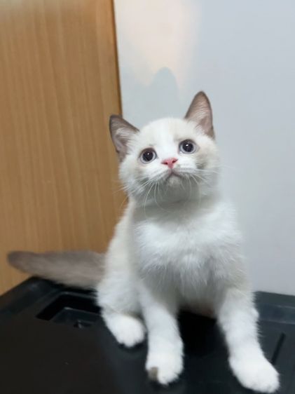 น้องแมวสีไบคัลเลอร์พ้อย