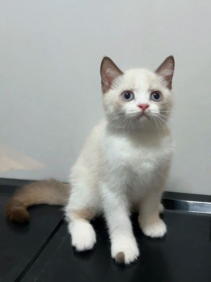 น้องแมวสีไบคัลเลอร์พ้อย รูปที่ 14