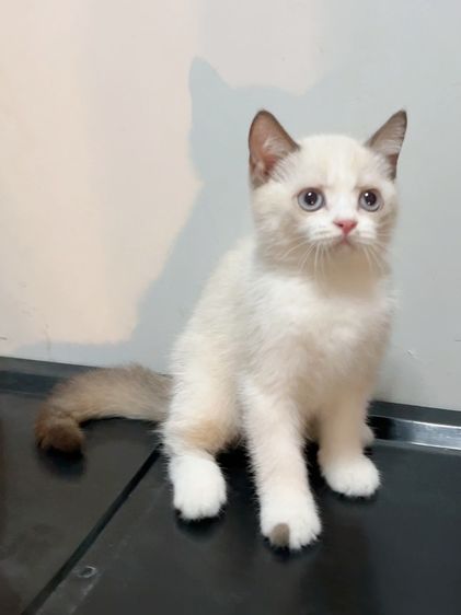 น้องแมวสีไบคัลเลอร์พ้อย รูปที่ 8