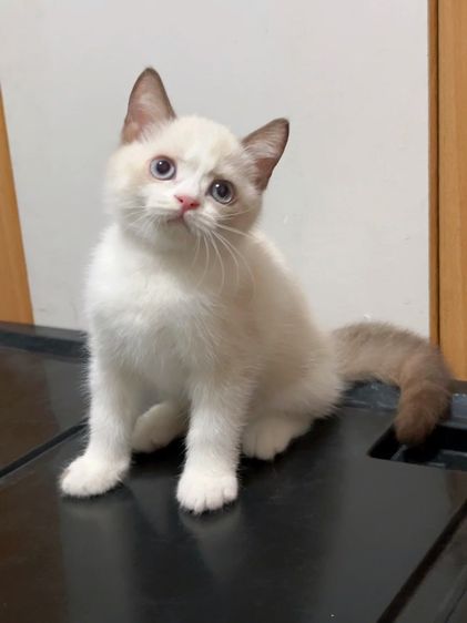 น้องแมวสีไบคัลเลอร์พ้อย รูปที่ 17