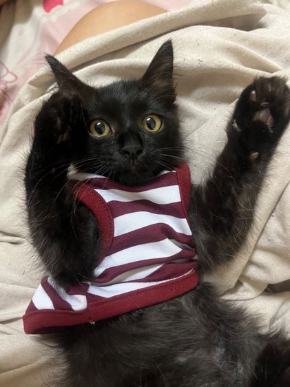 แมว  รูปที่ 4