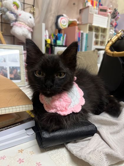 แมว  รูปที่ 6